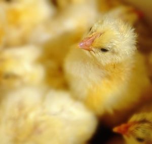 Genetics and the Baby Chick Hatchery